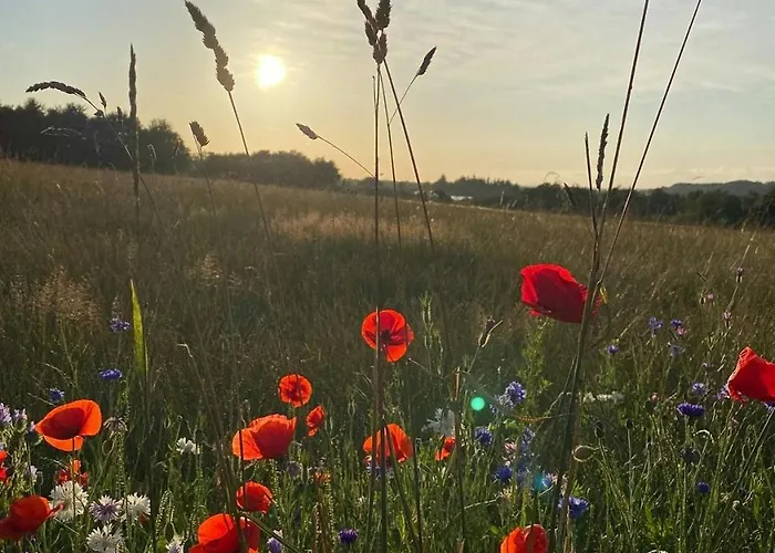 Feriehus Bjerregrav Mose Og Naturen I Et Lite Hus Randers